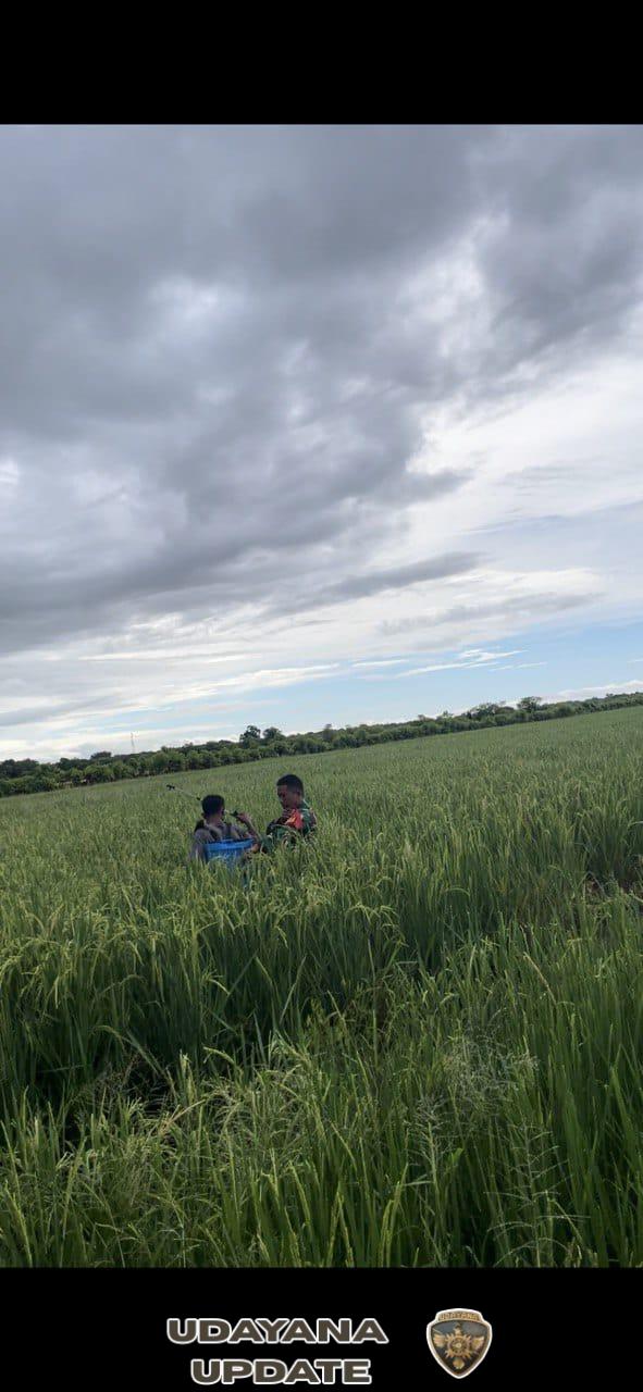 Babinsa Rindi Umalulu Bersama Petani Lakukan Penyemprotan Tanaman Padi untuk Antisipasi Penyakit