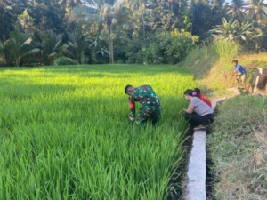 Turun ke Sawah, Babinsa Kodim 1603/Sikka Pratu Markus Moa Ringankan Beban Petani Desa Gera