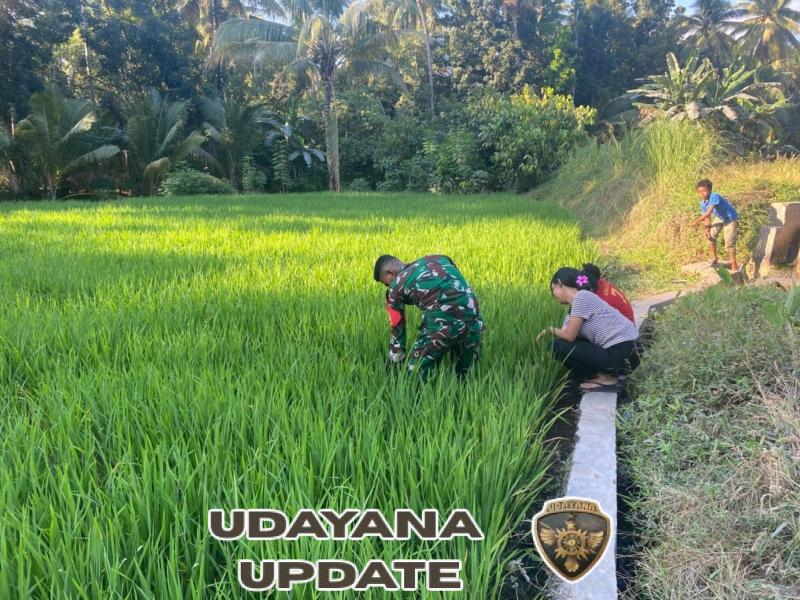 Turun ke Sawah, Babinsa Kodim 1603/Sikka Pratu Markus Moa Ringankan Beban Petani Desa Gera