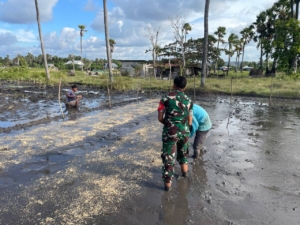 Babinsa Koramil 02/Rindi Umalulu Aktif Dampingi Petani Semai Benih Padi di Sawah