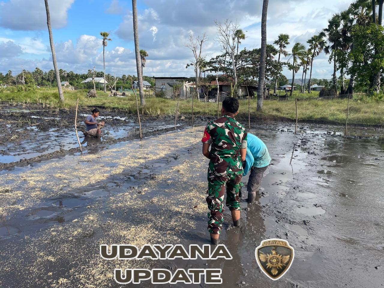 Babinsa Koramil 02/Rindi Umalulu Aktif Dampingi Petani Semai Benih Padi di Sawah