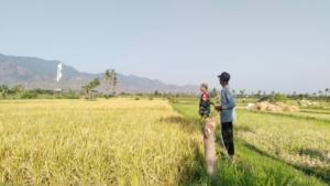 Babinsa Tukadsumaga Dampingi Petani Buleleng Budidaya Padi Varietas Ciherang