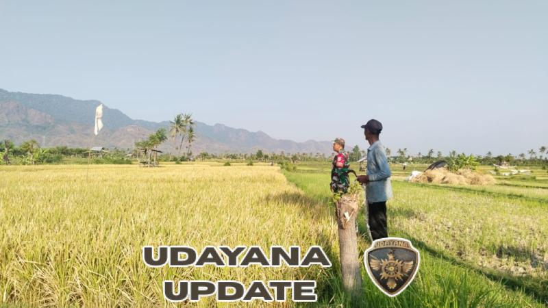 Babinsa Tukadsumaga Dampingi Petani Buleleng Budidaya Padi Varietas Ciherang
