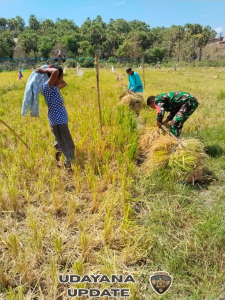 Komsos Babinsa dan Penyuluh Desa Kuli: Dorong Petani Siapkan Pupuk untuk Musim Hujan
