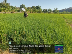 Wujud Kepedulian TNI, Babinsa Ikut Bersihkan Gulma di Demplot Pertanian