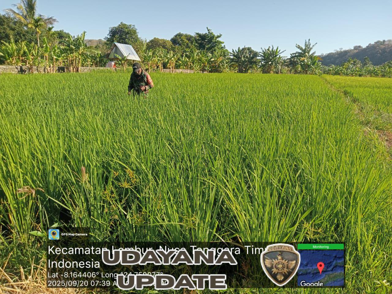 Wujud Kepedulian TNI, Babinsa Ikut Bersihkan Gulma di Demplot Pertanian