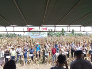 Sinergi TNI-Polri dan Petani, Danramil 1624-06 Hadiri Panen Raya Serentak di Wulanggitang