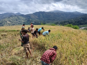 Babinsa Turun ke Sawah, Warga Kabukarudi Apresiasi Kehadiran TNI