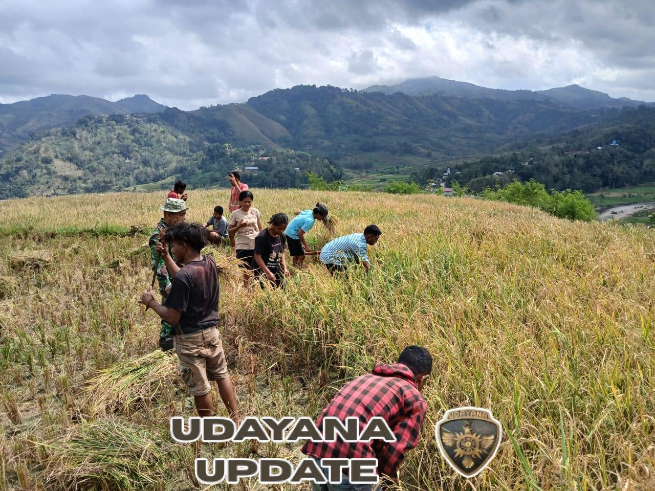 Babinsa Turun ke Sawah, Warga Kabukarudi Apresiasi Kehadiran TNI