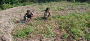 Wujud Kepedulian Babinsa Raenyale Dukung Panen Bawang Merah Warga