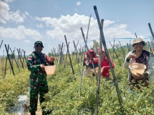 Melalui Pendampingan, Babinsa Serda Kono Bersama Petani Panen Cabai