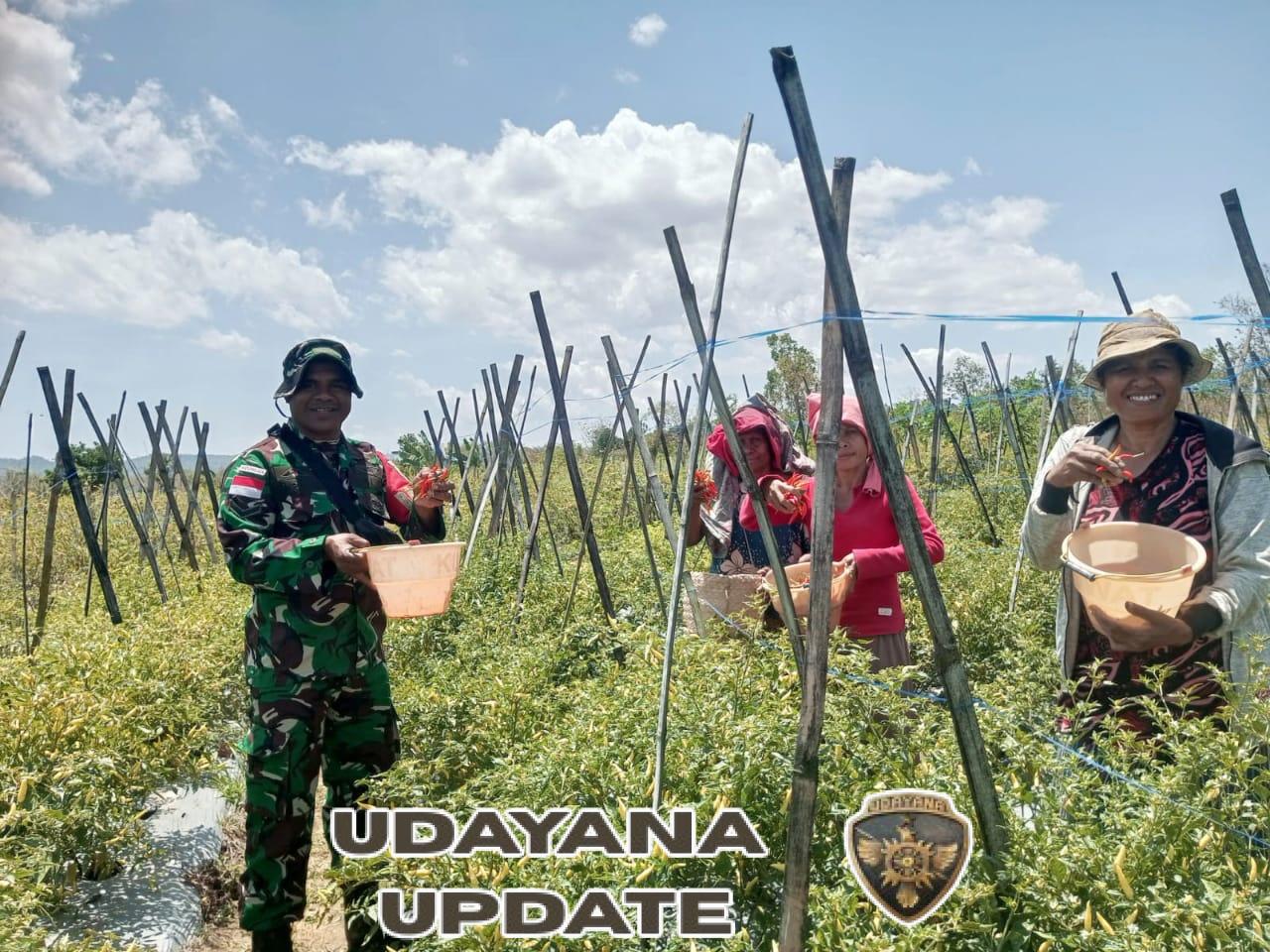 Melalui Pendampingan, Babinsa Serda Kono Bersama Petani Panen Cabai