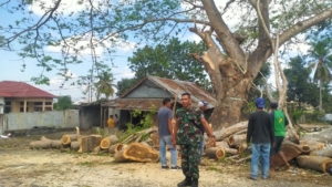 Babinsa Mangge Asi Bantu Warga Saat Pemotongan Pohon