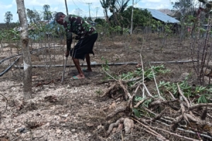 Bantu Warga Panen Singkong, Babinsa Koramil Halilulik Dukung Ketahanan Pangan Keluarga