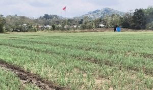Peninjauan Kebun Percontohan Bawang, Dandim 1613 Tekankan Pentingnya Ketahanan Pangan