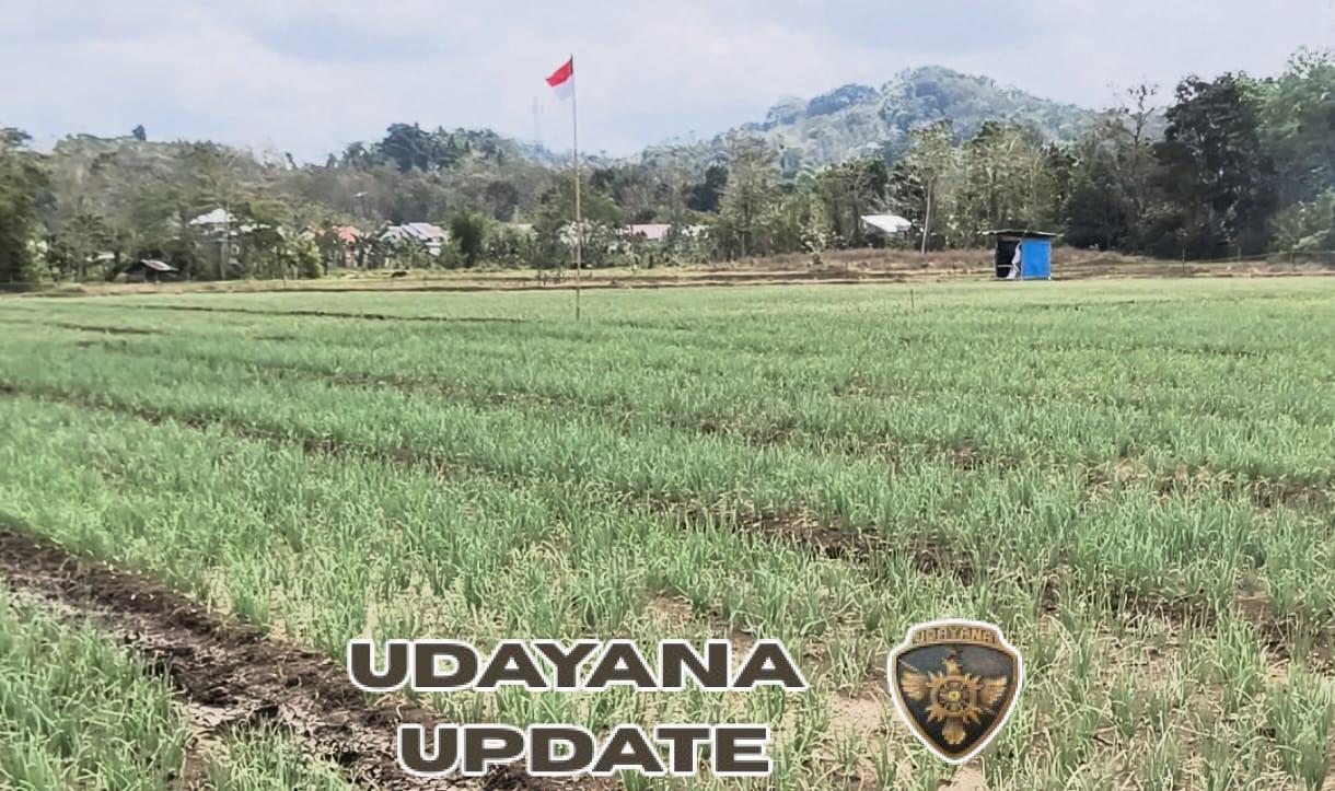 Peninjauan Kebun Percontohan Bawang, Dandim 1613 Tekankan Pentingnya Ketahanan Pangan