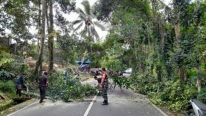 Babinsa Jehem Bersama Warga Tebang Pohon Rawan Tumbang di Jalan Raya
