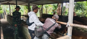 Babinsa Payangan Aktif Bantu Vaksinasi PMK, Warga Peternak Rasakan Manfaatnya