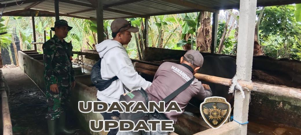 Babinsa Payangan Aktif Bantu Vaksinasi PMK, Warga Peternak Rasakan Manfaatnya