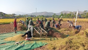 Sinergi TNI dan Petani, Koramil Rasana’e Dorong Semangat Panen Padi di Wilayah Kelurahan Rabangodu Utara