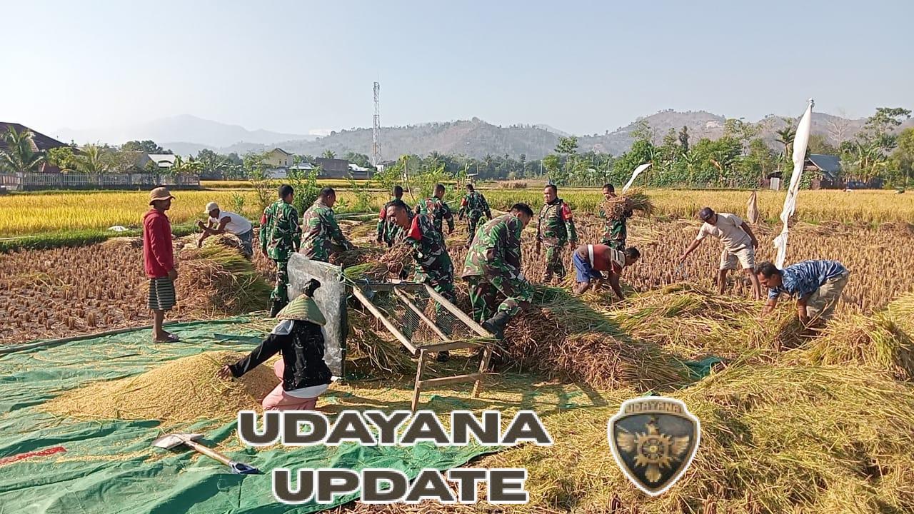 Sinergi TNI dan Petani, Koramil Rasana’e Dorong Semangat Panen Padi di Wilayah Kelurahan Rabangodu Utara