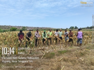 Sinergi TNI, Polri, Pemerintah Sulamu Dukung Panen Perdana