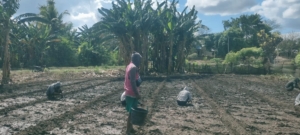 Dukung Ketahanan Pangan, Babinsa Waingapu Bantu Petani di Lambanapu