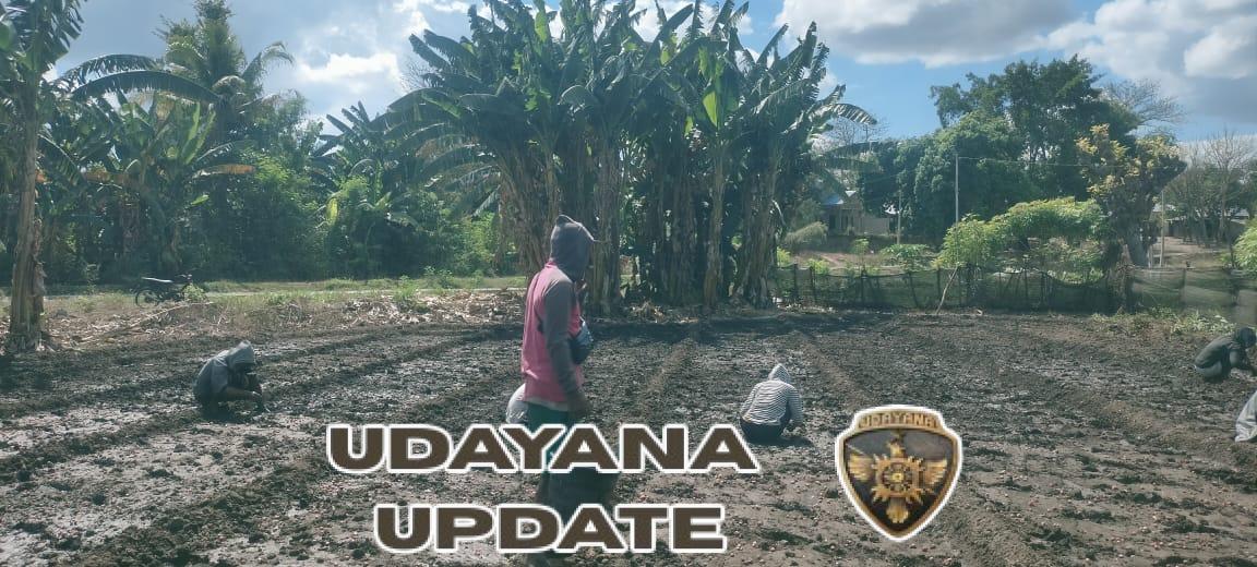 Dukung Ketahanan Pangan, Babinsa Waingapu Bantu Petani di Lambanapu