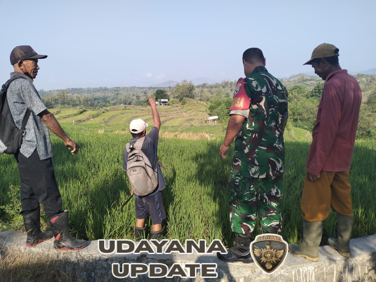 Cegah Ternak Liar, Babinsa Gelar Komsos Bersama Petani