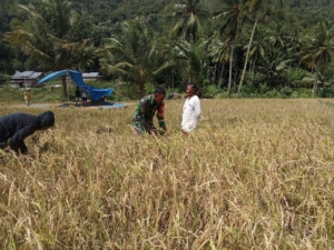 Perkuat Swasembada Pangan Babinsa Dampingi Petani di Musim Tanam