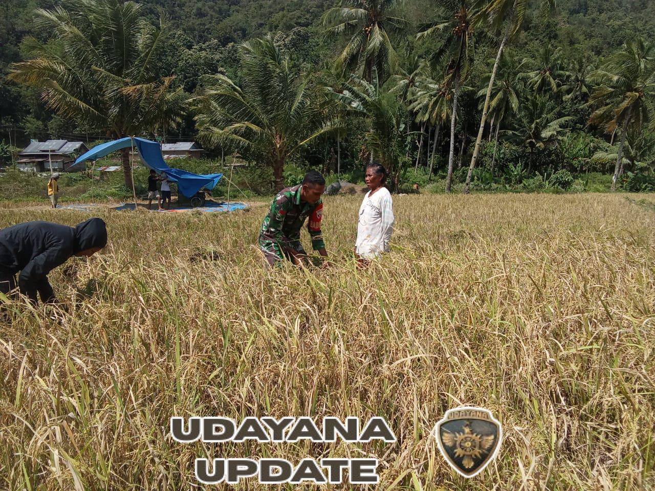 Perkuat Swasembada Pangan Babinsa Dampingi Petani di Musim Tanam