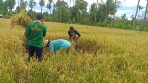 Hasil Ubinan Memuaskan, Babinsa dan PPL Pertanian Ungkap Potensi Panen Padi di Sumberkima