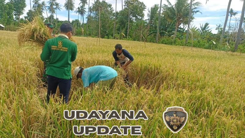 Hasil Ubinan Memuaskan, Babinsa dan PPL Pertanian Ungkap Potensi Panen Padi di Sumberkima