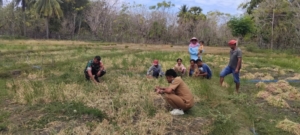 Babinsa 1627-03/Batutua Dampingi Petani Panen Bawang: Bentuk Nyata Kehadiran TNI di Tengah Masyarakat