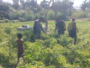 Komsos Babinsa dan Dukungan untuk Petani Cabai, Wujud Sinergi TNI dan Masyarakat