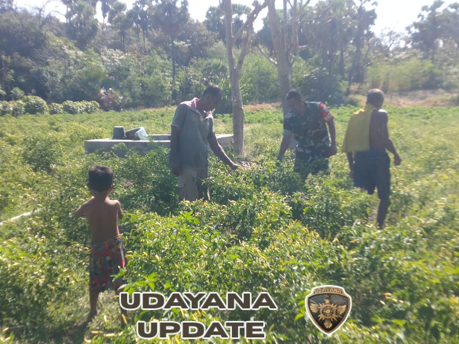 Komsos Babinsa dan Dukungan untuk Petani Cabai, Wujud Sinergi TNI dan Masyarakat