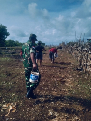 Karya Bakti Kodim 1627/Rote Ndao Penanaman Bibit Pohon Mangga