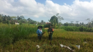 Babinsa Desa Bunutin Dukung Ketahanan Pangan Lewat Pendampingan Panen Padi