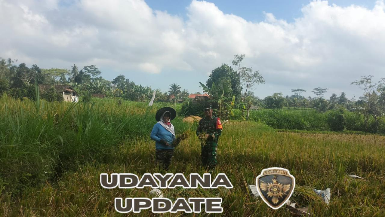 Babinsa Desa Bunutin Dukung Ketahanan Pangan Lewat Pendampingan Panen Padi