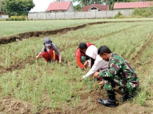 Kodim 1613/Sumba Barat Dorong Swasembada Pangan Lewat Kebun Percontohan