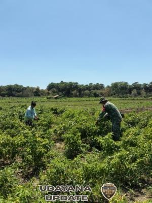 TNI Hadir di Tengah Petani, Babinsa Bantu Panen Cabai di Kecamatan Pantai Baru