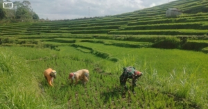 Pendampingan Pertanian: Babinsa Koramil 1612-01/Ruteng Bantu Petani Tingkatkan Panen Padi