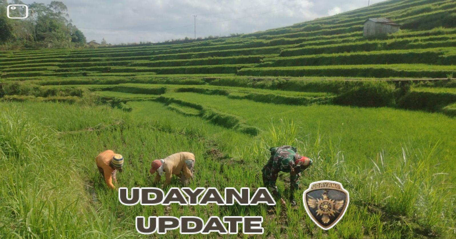 Pendampingan Pertanian: Babinsa Koramil 1612-01/Ruteng Bantu Petani Tingkatkan Panen Padi