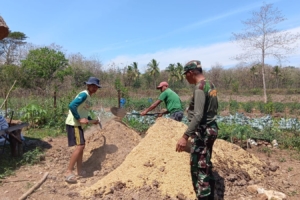 Lakukan Pendampingan, Babinsa Siapkan Pupuk Dasar Pada Lubang Tanaman Anggur