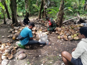 Sinergi Babinsa dan Warga: Gotong Royong Bantu Pengolahan Kopra