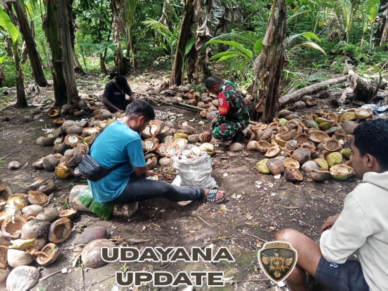 Sinergi Babinsa dan Warga: Gotong Royong Bantu Pengolahan Kopra