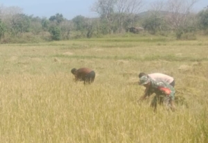 Wujud Nyata Ketahanan Pangan, Babinsa Karera Turun ke Sawah Bantu Panen Padi