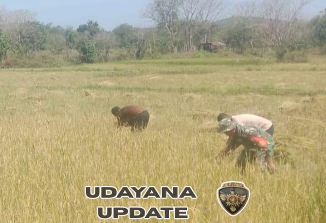 Wujud Nyata Ketahanan Pangan, Babinsa Karera Turun ke Sawah Bantu Panen Padi