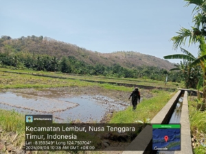 Babinsa Tulleng Dampingi Petani Lakukan Penyemprotan Rumput di Lahan Demplot