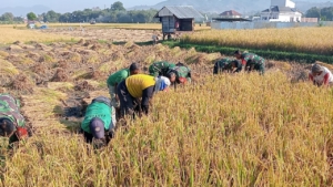 Sinergi TNI dan Petani, Koramil Rasana’e Dorong Semangat Panen Padi di Wilayah Kelurahan Rabangodu Utara